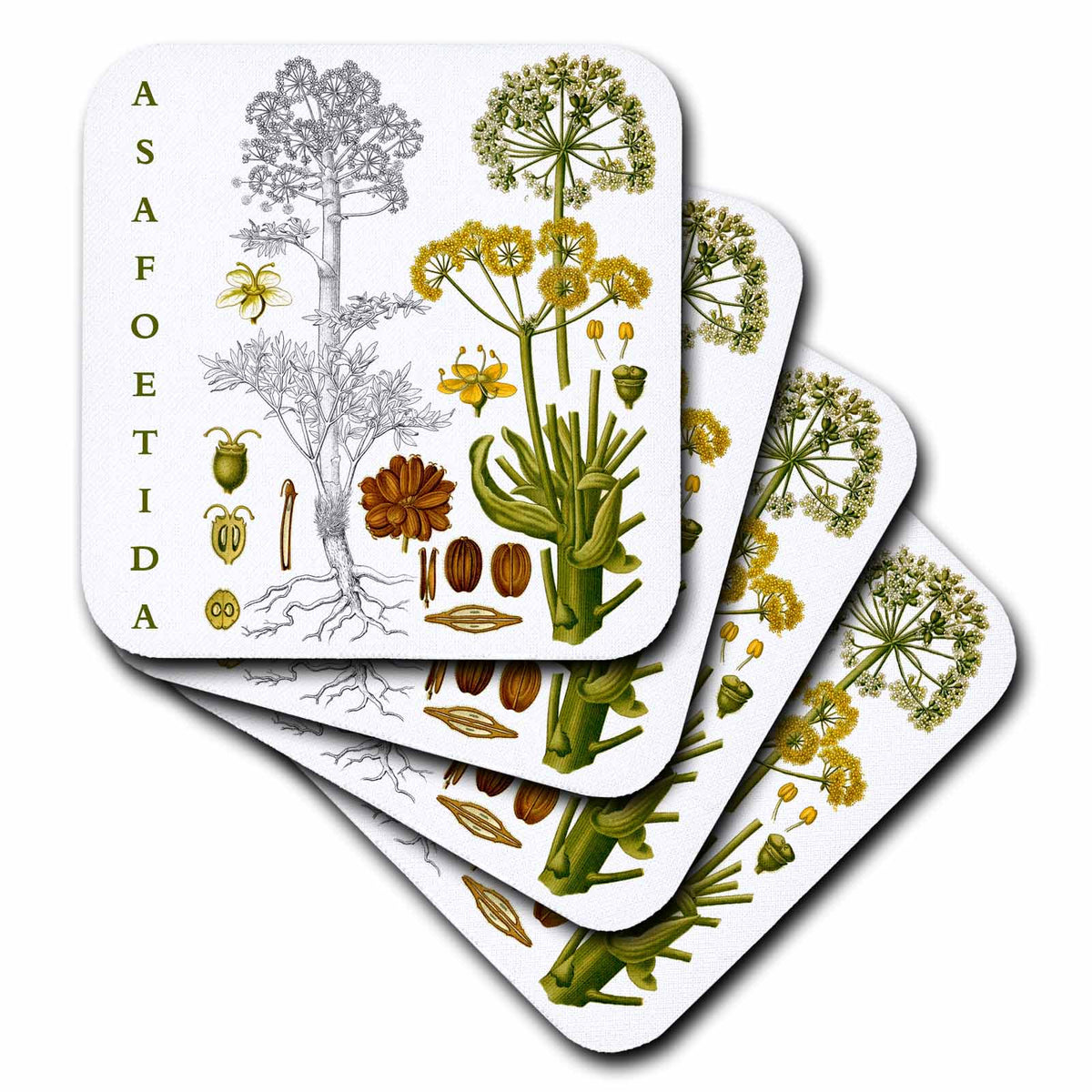 3dRose Asafoetida Print Coasters